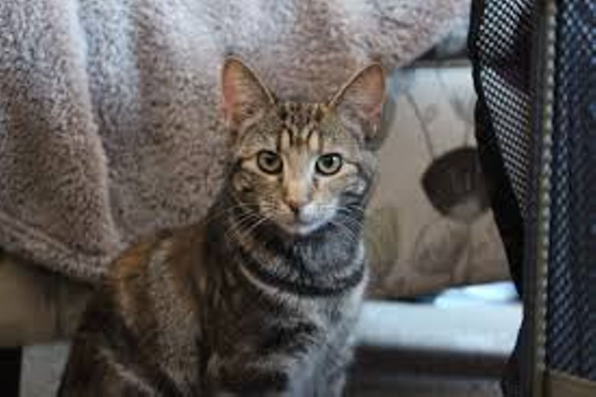 Why keeping of pets is good for your health